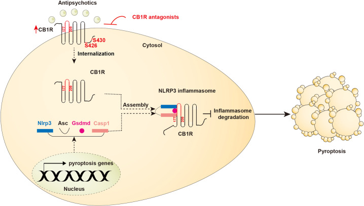 Schematic illustration of CB1R-stabilized NLRP3 inflammasome to drive antipsychotics-induced cardiomyocyte pyroptosis. Upon chronic antipsychotics stimuli, CB1R internalized via S426 and S430 sites and physically interacted with the NLRP3 inflammasome through its region 177–209, and thereby preventing degradation of the NLRP3 inflammasome that consequently activated pyroptotic cell death and eventually contributed to antipsychotic drugs cardiotoxicity. CB1R inhibitors with low additional toxicity represent attractive approaches when treating the NLRP3-driven diseases