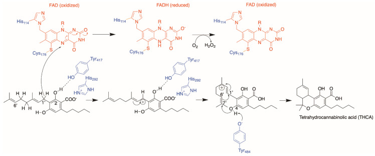 Proposed reaction mechanism of THCA synthase enzyme. The substrate and product are colored black; amino acid residues from THCA synthase are colored blue and the FAD moiety is colored red.