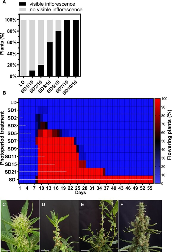 Development and commitment of cannabis plant inflorescences exposed to different photoperiod regimes. A, Percentage of flowering plants after 10 days under different combinations of long-day and short-day photoperiods (LD and SD, respectively). Numbers next to ‘SD’ indicate number of days under SD before plants were transferred to LD. Visible inflorescence is defined by the identification of three pairs of visible stigmas (n = 10). B, Percentage of plants showing development of an inflorescence during 56 days under LD, SD, or alternating photoperiods. Numbers following SD and horizontal dashed black lines indicate number of days under SD conditions before being transferred to LD. Color bar indicates percentage of plants with a developing inflorescence. Visible inflorescence was defined by the identification of three pairs of visible stigmas (n = 10). C–E, Representative inflorescence of an individual cannabis plant under (C) SD15 treatment (exposure to 15 days of SD), (D) on Day 30 (SD15 + LD15), and (E) on Day 50 (SD15 + LD35). F, Inflorescence of control plant grown continuously under SD. Bar = 2 cm.
