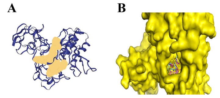 (A) The active site is demonstrated by the region on a colored peach is the binding site of on chain A of the protein predicted by DoGSiteScore (B) Docking of 1,3-Benzenediol, 2-[3-methyl-6-(1-methylethenyl)-2-cyclohexen-1-yl]-5-pentyl-, (1R-trans)-, Cannabinolic acid A (CBNA), Dronabinol (−8.1 kcal/mol) and Cannabigerolic acid (CBGA) to the protein.