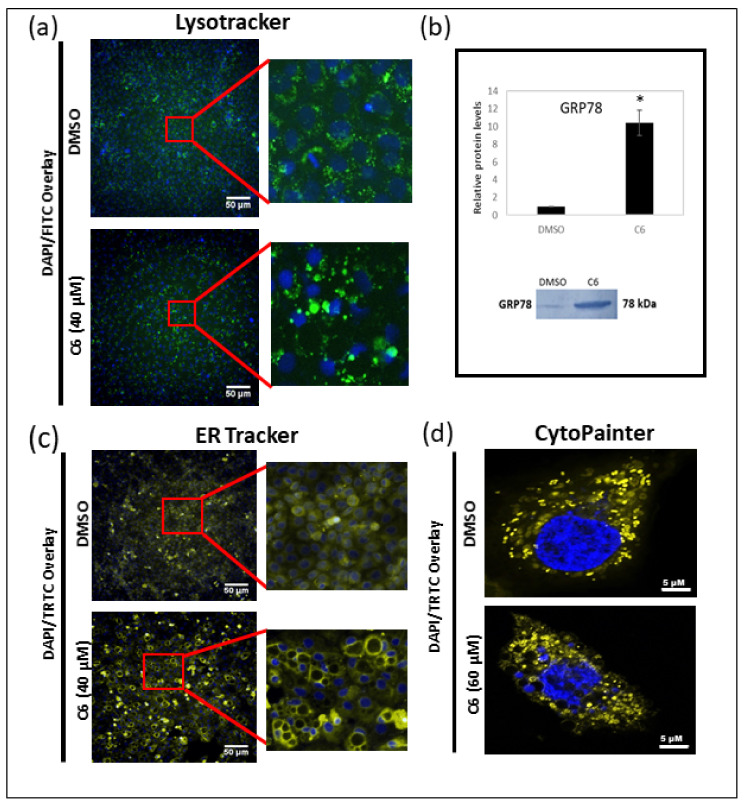 Evaluation of the MCF-7 organelle structures and GRP78 protein expression. (a) Representative micrographs of MCF-7 cells stained with LysotrackerTM for lysosomes, (b) Western blot analysis representing the relative protein expression levels of GRP78 in MCF-7 cells treated with C6 (40 µM) and representative membrane showing band intensities, * p < 0.05 relative to the DMSO vehicle control. Representative micrographs of MCF-7 vehicle control and C6-treated cells stained with (c) ER TrackerTM to visualize the endoplasmic reticulum membrane and (d) CytoPainterTM to visualize the mitochondria.