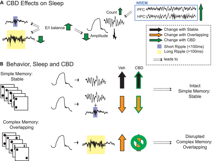 Summary(A) General CBD effects on sleep. CBD increases excitatory/inhibitory balance (E/I), which (potentially) leads to less long ripples and smaller NonREM oscillations. CBD also extends NonREM sleep and thus increases the number of NonREM oscillations at the end of the sleep period.(B) Behavior, Sleep and CBD effects. After simple memory training (condition Stable) there is an increase in Delta-Spindle events in vehicle (VEH), which is unchanged in CBD. After complex memory training (condition Overlapping) there is a higher fraction of long-ripples following delta waves, but a smaller fraction of both short and long ripples during spindles following delta waves. The former but not latter effect is abolished with CBD, leading to disrupted complex memory consolidation in CBD.