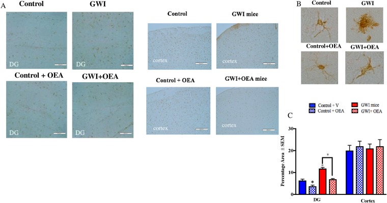 OEA treatment reduced microglia proliferation in GWI mice. Light microscopy images showing staining of microglia with IBA-1 (n = 4 per group, 4 serial section for each brain). Scale bar 50 μm. (A) Images show 20x Iba1 staining in the cortex and DG of mice from all 4 treatment groups. (B) Images show 100x magnification of Iba1 stained astroglia in the cortex of each study treatment group. (C) Quantification of Iba1 staining from 20x images. Levels of Iba1 staining within the DG was lower in OEA treated GWI mice compared to GWI mice on normal chow. Levels of Iba1 in GWI mice were higher in the DG compared to control mice. There were no differences in the cortices of GWI mice compared to control or OEA treated GWI mice *p ≤ 0.05.