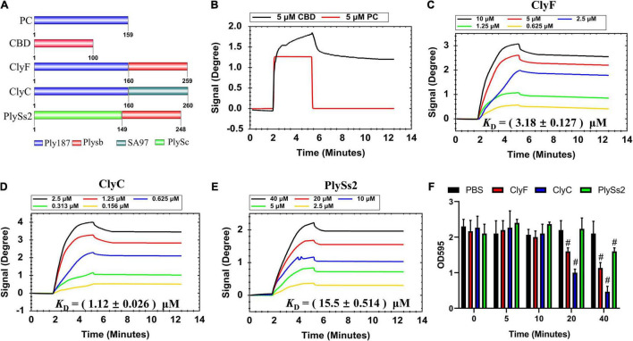 Determination of lysin binding affinity to S. aureus biofilm. (A) Schematic representation of lysins and their constituents. Sensorgrams depicting (B) CBD and PC; (C) ClyF; (D) ClyC; and (E) PlySs2 dose-dependent binding to culture-on-chip S. aureus biofilm. (F) Biofilm removal efficacy of 2.5 μM lysin (ClyC, ClyF, PlySs2) and PBS over time. # denotes p < 0.05.
