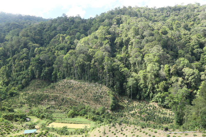 Broad-leaved evergreen forest and expanding coffee plantation in Langbiang Plateau.As in much of the tropical countries, the biodiverse montane forests of the Langbiang Plateau are being cleared for agriculture such as coffee plantation, threatening the native flora and fauna and the ecosystem functions (photo: C.-W. Chen).