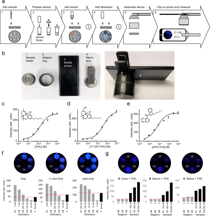 The portable luminometric biosensor.a The cannabinoid biosensor was configured into a portable biosensor that can be read by common equipment such as a cell phone. This biosensor workflow using the strain KM206 consists of: (1) preparing the biosensor strain by activating it with concentrated media, (2) adding the sample to be measured in the portable biosensor device, (3) adding the activated biosensor yeast to the device and incubating, (4) adding the developer solution (lysis buffer and luciferin), (5) assembling the rest of the portable biosensor device with a cellular phone, and (6) measuring biosensor output with the phone. b The portable biosensor device is assembled by attaching the sample holder disk (1) containing the activated biosensor to the adaptor ring (2) and the macrolens (4). This can then be fitted on the standard cell phone camera (3). c To validate the workflow with the device, dose–response curves were produced by incubating the strain for 3 h in the device in the presence of 30 pM–100 µM of the canonical cannabinoid THC. d Dose response obtained with 3 pM–10 µM of 11-OH-THC. e Dose response obtained with 3 pM–10 µM of the synthetic narcotic JWH-018. f Evaluation of cannabinoid concentrations by measuring light intensity in the sample well (T) and comparing with calibration points (C1–C5) of the respective compounds. Here, 150 nM THC, 150 nM 11-OH-THC or 15 nM JWH-018 (black bars) show signal intensities placing them between calibration points for 100 nM and 330 nM THC, 100 nM and 330 nM 11-OH-THC, and 10-33 nM JWH-018 (gray bars), respectively. g Detection of cannabinoids in real-life-like samples. KM206 was used to analyze reconstituted urine, serum, and saliva samples containing 100 nM (T1), 330 nM (T2), and 1 μM (T3) THC (black bars). KM206 without THC was used as negative control (C0) (gray bars). For (c–e), data presented as mean + /− standard deviation. n = 3 biologically independent samples. Source data are provided in the Source Data file.