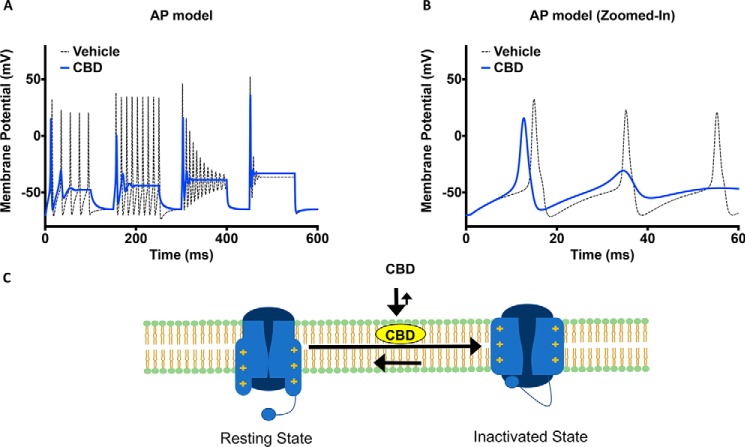 CBD reduces excitability in an action-potential model and schematic representation of CBD's mode of action. A, simulation of the effects of CBD on action potential morphology over a series of increasing current injection intensities. B, zoomed-in simulation of action potentials from the first interval shown in A. C, proposed mode of action of CBD involving interactions with both the membrane, resting and inactivated sodium channels.