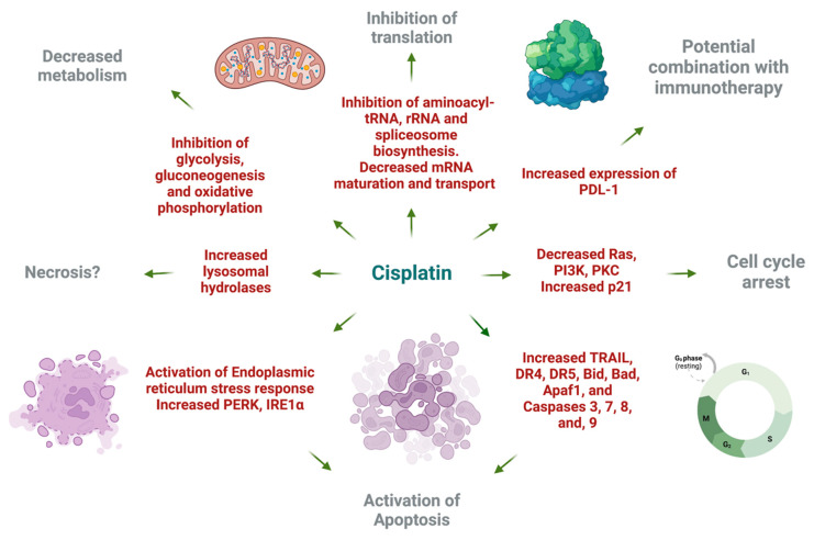 Cytotoxic effect of cisplatin on the HT-29 cell line based on gene expression and pathway analysis. Created with BioRender.com (accessed on 9 April 2024).