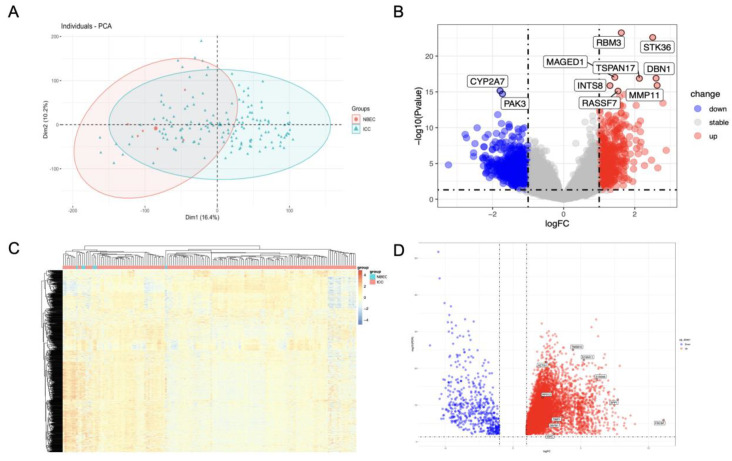 DEG analysis. (A) PCA plot of GSE32225 dataset. Green dot represents the ICC sample, red dot represents the normal biliary epithelial cells. (B) Volcano plot of GSE-DEGs constructed using log2FC values and adjusted p-value. Red and blue points in the plot represent the up-regulated and down-regulated genes defined as described. (C) Hierarchical cluster heatmap of GSE-DEGs. (D) Volcano plot of TCGA-DEGs.