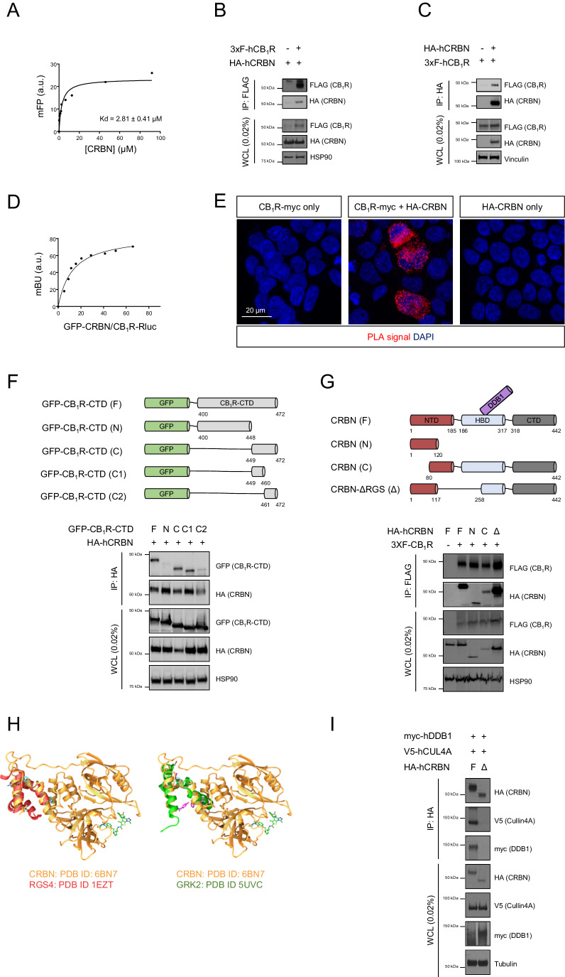 CRBN interacts with CB1R in vitro.(A) Fluorescence polarization-based protein–protein binding experiments using 5-IAF-labelled human CB1R-CTD and increasing amounts of unlabelled human CRBN. A representative experiment is shown (n = 3 independent experiments). (B) Co-immunoprecipitation experiments in HEK-293T cells expressing human HA-CRBN and 3xFLAG-CB1R. Immunoprecipitation (IP) was conducted with anti-FLAG M2 agarose. WCL, whole-cell lysate. A representative experiment is shown (n = 3 independent experiments). (C) Co-immunoprecipitation experiments in HEK-293T cells expressing human HA-CRBN and 3xFLAG-CB1R. Immunoprecipitation (IP) was conducted with anti-HA agarose. WCL, whole-cell lysate. A representative experiment is shown (n = 3 independent experiments). (D) BRET experiments in HEK-293T cells expressing human CB1R-Rluc and increasing amounts of human GFP-CRBN. A representative experiment is shown (n = 3 independent experiments). (E) Proximity ligation assays in HEK-293T cells expressing human CB1R-myc, HA-CRBN or both. Note the red puncta in the doubly transfected cells. A representative experiment is shown (n = 3 independent experiments). (F) Scheme of the different constructs expressing portions of human CB1R-CTD. Co-immunoprecipitation experiments in HEK-293T cells expressing human HA-CRBN and distinct GFP-CB1R-CTD chimaeras. Immunoprecipitation (IP) was conducted with anti-HA agarose. WCL, whole-cell lysate. A representative experiment is shown (n = 3 independent experiments). (G) Scheme of the different constructs expressing portions of human CRBN. Co-immunoprecipitation experiments in HEK-293T cells expressing human 3xFLAG-CB1R and distinct human HA-CRBN chimaeras. Immunoprecipitation (IP) was conducted with anti-FLAG M2 agarose. WCL, whole-cell lysate. A representative experiment is shown (n = 3 independent experiments). (H) Superposition of the putative RGS domain in human CRBN (in gold; Protein Data Bank [PDB] ID: 6BN7) with the RGS domains of human RGS4 (left part, in red; Protein Data Bank [PDB] ID: 1EZT) or GRK2 (right part, in green; Protein Data Bank [PDB] ID: 5UVC). Images were constructed with ChimeraX software. (I) Co-immunoprecipitation experiments in HEK-293T cells expressing human HA-CRBN (F) or HA-CRBN-ΔRGS (Δ) together with V5-Cullin4A and myc-DDB1. Immunoprecipitation (IP) was conducted with anti-HA-agarose. WCL, whole-cell lysate. A representative experiment is shown (n = 3 independent experiments). Source data are available online for this figure.