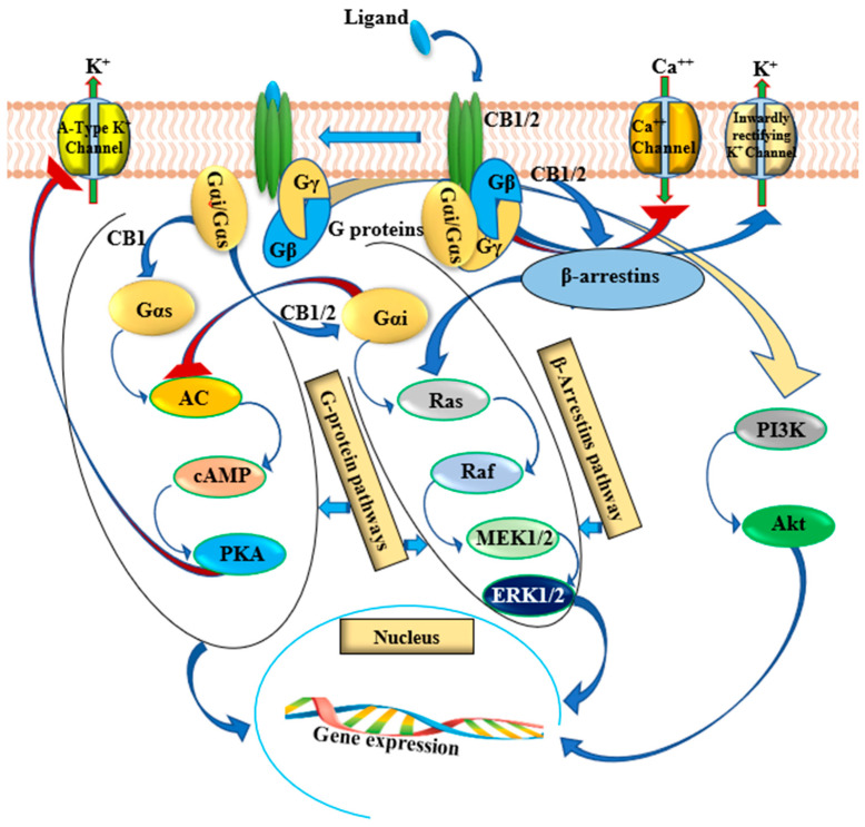 Signaling pathways activated by CB1 and CB2 receptors in prostate cancer cells. The coupling of Gi/o protein heteromers (αβγ subunits) reduce intracellular cyclic adenosine monophosphate (cAMP) levels by inhibiting adenyl cyclase activity. Downregulated protein kinase A (PKA) suppresses PKA mediated signaling events. On dissociation of the α and βγ subunits, phosphoinositol 3-kinase (PI3K) and protein kinase B are stimulated, which further induces the phosphorylation of mitogen activated protein kinase (MAPK). The CB1 receptor can switch G-protein coupling of Gi/o to Gs and Gq and activate several MAPKs such as ERK1/2, p38 and JNK under certain circumstances. CB1 also transduces non-G protein pathway signaling by activating β-arrestins. CB1-mediated signaling is dependent on the ligand and the sub-cellular environment. Arrows indicate stimulation/activation and blunted red arrows indicate inhibition.