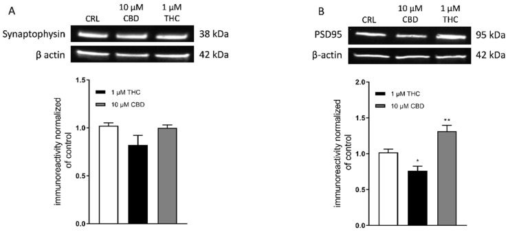 Effects of prolonged incubation with THC or CBD on synaptophysin and PSD95 expression in organotypic hippocampal slices. (A,B) Illustrative blots using antibodies directed against synaptophysin (Top (A)) and PSD95 (Top (B)) and β-actin ((A) and (B) centre). Quantitative analysis of WB bands shows no significant changes in synaptophysin levels in all experimental conditions (Bottom (A)). Incubation with 1 µM THC for 72 h caused a significant decrease in PSD95 levels, while 10 µM CBD for 72 h induced significant increase in PSD95 levels (Bottom (B)). Bars represent the mean ± SEM of at least four experiments. * p < 0.05, ** p < 0.01 vs. CRL (ANOVA + Dunnett’s w-Test).