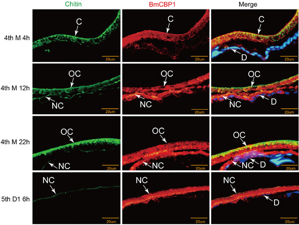 Immunofluorescence analysis of co‐localization of chitin and BmCBP1 in the cuticle during the 4th molt. Cross‐sections (5 μm) were treated with anti‐BmCBP1 (red). Fluorescein isothiocyanate‐conjugated wheat germ agglutinin (WGA) was used to stain cuticle chitin (green). Nuclei were stained with 4′,6‐diamidino‐2‐phenylindole (blue) and the sections were observed by fluorescence microscopy. 4th M 4 h: 4 hours of 4th molt; 4th M 12 h: 12 hours of 4th molt; 4th M 22 h: 22 hours of 4th molt; 5th D1 6 h: 6 hours of 1st day in 5th instar: C: cuticle; OC: old cuticle; NC: new cuticle; D: dermis.