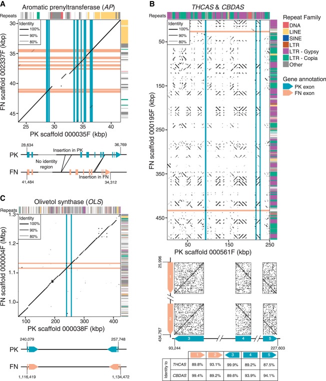 Comparison of scaffolds between PK and FN assemblies. Alignments of scaffolds from PK and FN FALCON assemblies containing key cannabinoid biosynthesis enzymes are shown. Locations of exons are indicated by pink and blue lines for FN and PK, respectively. Repeat classes given are from RepeatModeler. Individual repeat types indicated were identified by manual analysis. Features of genes are further described and compared beneath the alignments. (A) Aromatic prenyltransferase (AP). (B) THCAS and CBDAS. (C) Olivetol synthase (OLS, or tetraketide synthase).