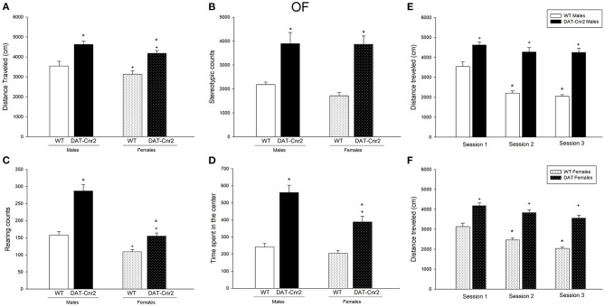 Performance in the Open Field (OF) test in adolescent male and female DAT-Cnr2 cKO mice. Distance traveled (A), stereotypic counts (B), rearing counts (C), and time spent in the center of the arena (D). Distance traveled during 30 min in the open field in basal conditions for 3 consecutive days, (E) for males and (F) for females. The white bars represent the WT and the black bars represent DAT-Cnr2 cKO mice. Data are expressed as mean ± SEM (n = 10 mice per group). Two-way ANOVA followed by Tukey *p < 0.05 for genotypes; +p < 0.05 for sex and Two way RM ANOVA followed by Tukey for (E,F).