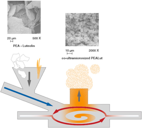 Schematic representation of the co-ultramicronization process. Once coarse particles of PEA and Lut enter the system through the feed funnel (downwards gray arrow), they are forced to the grinding chamber by compressed air (blue arrow). There, high-speed rotation sustained by grid air (white to red arrows) subjects the coarse mixture to particle-on-particle impact reduction. Centrifugal force holds larger particles in the grinding area, while centripetal force drives preselected-sized fines toward the center for discharge. Depending on its size, the co-ultramicronized particle remains inside the grinding chamber until it has a size that allows the exiting process gas to transport it out, depending on the vortex finder (upwards grey arrow). The scanning electron microscopy views represent the naïve mixture of the two compounds (left-hand side) and the resulting co-ultramicronized composite, ‘co-ultraPEALut’ (right-hand side), respectively. Lut, luteolin; PEA, palmitoylethanolamide.