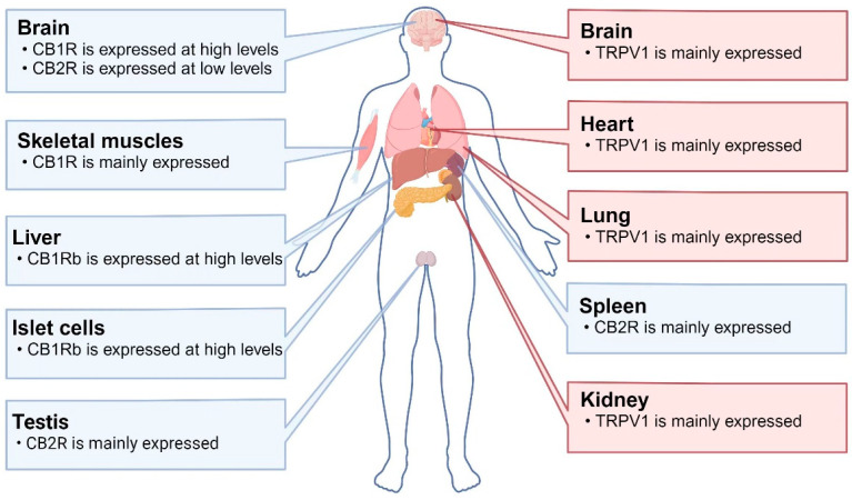 Distributions of TRPV1 and CBR in humans: CB1R is highly expressed in the brain and skeletal muscles. CB1Rb (a variant lacking 33 amino acids at the N-terminus) is highly expressed in the liver and islet cells. CB2R is mainly expressed in the testes and spleen, while it is expressed at low levels in the brain. TRPV1 is mainly expressed in the brain, heart, lungs, and kidneys. Abbreviations: CB1R: cannabinoid receptor 1; CB2R: cannabinoid receptor 2; TRPV1: transient receptor potential vanilloid 1.