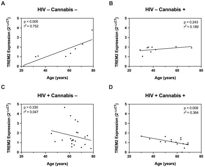 The relationship TREM2 and age is differentially affected by cannabis and HIV. (A) Correlation plot for TREM2 expression in MDMs versus age in PWoH with no cannabis use (n = 8). (B) Correlation plot for TREM2 expression in MDMs versus age in PWoH that use cannabis. (n = 9). (C) Correlation plot for TREM2 expression in MDMs versus age in PWH with no cannabis use (n = 22). (D) Correlation plot for TREM2 expression in MDMs versus age in PWH that use cannabis (n = 17). Data presented as mean ± SEM relative fold change in TREM2 using the comparative CT method (2−ΔΔCq) and normalized to ACTB. Each point represents individual expression values in MDMs collected from unique donors. All correlation plots analyzed via simple linear regression. Individual significance (p-value) and goodness of fit coefficient (r2) determined for each correlation and listed within plots. n = 8–22 per plot; statistical significance was determined at p < 0.05.