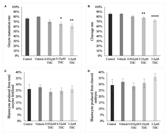Developmental parameters after oocyte THC exposure. Oocytes were matured in varying doses of THC mimicking therapeutic cannabis use (low, 0.032 μM) or recreational cannabis use (mid, 0.32 μM; high, 3.2 μM), in addition to a control and vehicle (1:1:18 ethanol: tween: saline) groups. (A) Oocyte maturation rate. Oocytes were denuded from their cumulus cells after 24 h maturation and the presence of the first polar body was assessed as a determinant of a metaphase II state. The rate was calculated over the total number of oocytes. Three biological replicates of at least 50 oocytes/group was carried out, totalling 164 oocytes/group. (B) Cleavage rate. After 22 h maturation, oocytes were fertilized and cultured. The cleavage rate was assessed at 48 h post-fertilization and calculated over the number of total oocytes cultured. Eleven biological replicates consisting of at least 60 oocytes/group were analyzed for a total of 836 oocytes/group. (C) Blastocyst rate over the total number of oocytes. Embryos were cultured and rate of blastocyst development was measured at day 8 post-fertilization. Seven biological replicates of at least 60 oocytes/group were analyzed with a total of 507 oocytes/group used (D) Blastocyst rate calculated over cleavage rate. Bars represent mean ± SEM. Significance is calculated compared to vehicle group. *p < 0.05, **p < 0.01, ****p < 0.0001.
