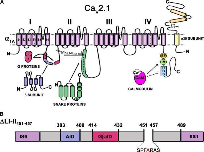 Location of the known α 1A molecular determinants for the binding of the main intracellular proteins that modulate CaV2.1 channel inactivation. (A) Schematic representation of the secondary structure of the CaV2.1 α 1A channel subunit, showing the location of the known α 1A molecular determinants for the binding of three cytosolic proteins involved in the regulation of CaV2.1 channel inactivation: (1) regulatory β subunits (which binds to the α‐interaction domain or AID, located in the cytoplasmic loop connecting domains I and II (LI‐II) of α 1A); (2) SNARE proteins (that interacts with the synprint site, within the intracellular loop connecting domains II and III (LII‐III) of α 1A); and (3) the Ca2+‐calmodulin (Ca2+‐CaM) complex (which binds to the IQ‐like motif and the Calmodulin‐Binding Domain (CBD) site, at the carboxyl tail of α 1A). (B) Location of the α 1A LI‐II deletion around the A454 residue (ΔLI‐II 451–457) (also depicted at panel A).