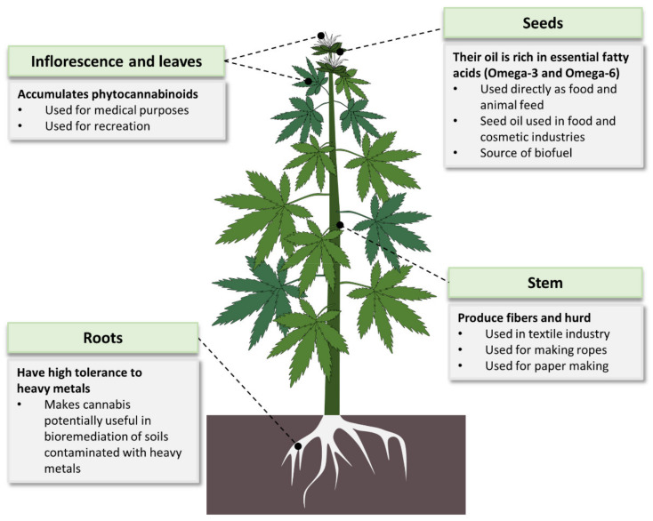 Cannabis usage: Almost all parts of the Cannabis plant can be used in one or more ways. The plant’s seeds are highly nutritious while its flowers accumulate medicinal secondary metabolites (phytocannabinoids). Cannabis stem is used for producing quality fibers, and its roots are efficient in bioremediation.