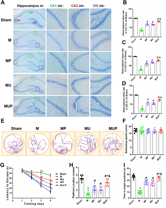 Effects of URB597 and 4-PBA on CCH-induced hippocampal neuronal injury and spatial learning and memory deficits. A Representative Nissl staining in hippocampal CA1, CA3, and DG areas. B–D Quantitative analysis of Nissl-stained cells rate in CA1, CA3, and DG, respectively (n = 3). E Representative swimming paths of rats in the probe trial. F The swimming speed during the probe trial. G Escape latencies during the training trials H, I The time spent in the target quadrant and the platform location crosses from different groups during the probe trial. *p < 0.05 vs. Sham; #p < 0.05 νs. M, ^p < 0.05 νs. MP, &p < 0.05 νs. MU, (n = 8)