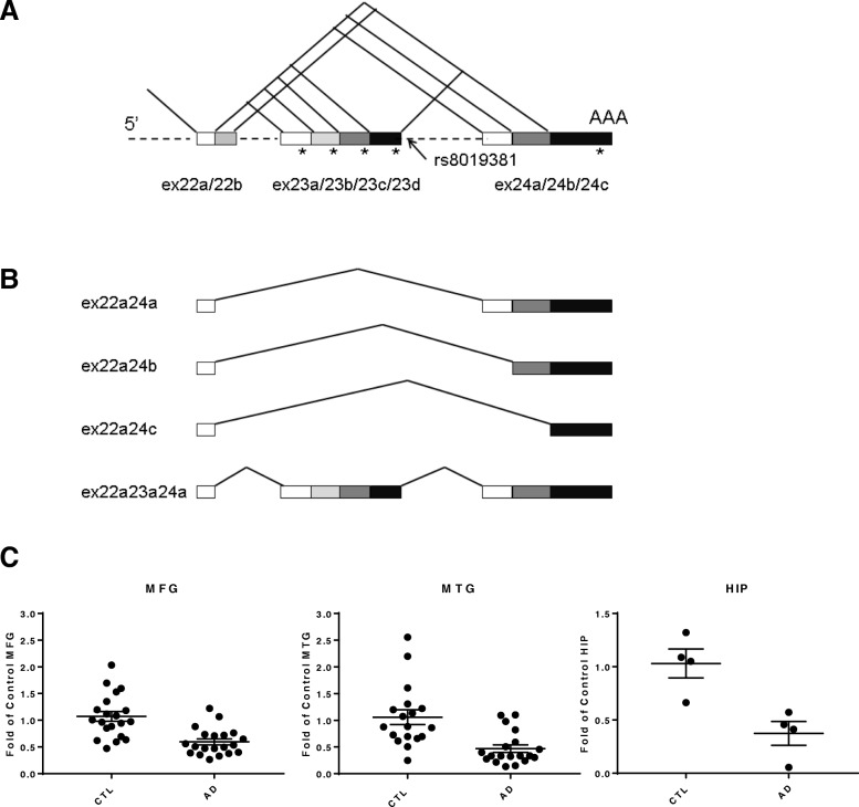 a The approximate location of rs8019381 and splicing patterns at the SS#5 of the NRXN3 gene. The number of potential variants for the splicing site is 30. Exon 24 is the last exon of the gene that codes for the transmembrane region, cytoplasmic domain, and contains 3′UTR. Because any exon 23 isoforms include in-frame stop codons (depicted as asterisks), if it is inserted, soluble α-NRXN3 and β-NRXN3 can be produced from this gene. b The three major transmembrane isoforms and one major soluble isoform are investigated in the prefrontal cortex in individuals with AD (n = 58) and controls (n = 48). Each probe for the RT-PCR was designed across both exons. c Expression levels of total NRXN3 mRNA in the middle frontal gyrus (MTG), middle temporal gyrus (MTG), and hippocampus (HIP)