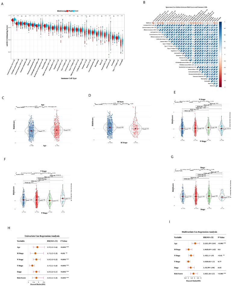 Immune predictive performance and clinical predictive power of the prognostic risk signature. (A) The abundance of 28 immune cells in high- and low-risk groups after grouping the risk score according to the median. (B) Spearman correlation analysis between the abundance of 28 cells and risk score. (C–G) Age, M state, N stage, T stage, and stage distribution of the high-risk and low-risk groups of patients. (H) Univariate regression analysis and (I) multivariate regression analysis of TCGA cohorts (* p < 0.05; ** p < 0.01; *** p < 0.001; **** p < 0.0001).