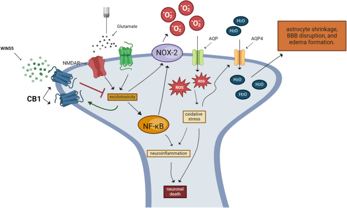 Molecular mechanism implicated in the neuroprotective action of WIN55 in the excitotoxicity induced by glutamate. WIN55 reduces neuronal death, neuroinflammation, oxidative stress, and NOX‐2 activity. The action of the CB1 receptor must be located upstream of all these processes. Glutamate induces the expression of the CB1R that could reinforce the neuroprotective action of WIN55. In astrocytes, the decline in ROS production reduces AQP4 levels and attenuates BBB disruption as well as edema formation.