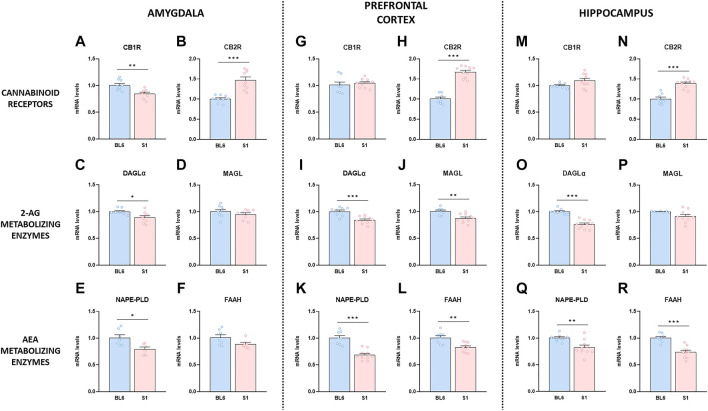 Changes in gene expression of the endocannabinoid system compounds in the S1 strain compared with BL6. Gene expression levels of the CB1R and CB2R, the 2-AG metabolizing enzymes DAGLα and MAGL, and the AEA metabolizing enzymes NAPE-PLD and FAAH in amygdala (A–F), prefrontal cortex (G–L) and hippocampus (M–R) in BL6 and S1 mice (n = 6–10 mice per group). Data are expressed as mean ± SEM. *p < 0.05, **p < 0.01, ***p < 0.001 (comparison between BL6 and S1). BL6: C57BL/6J mice strain; S1: 129S1/SvImJ mice strain.