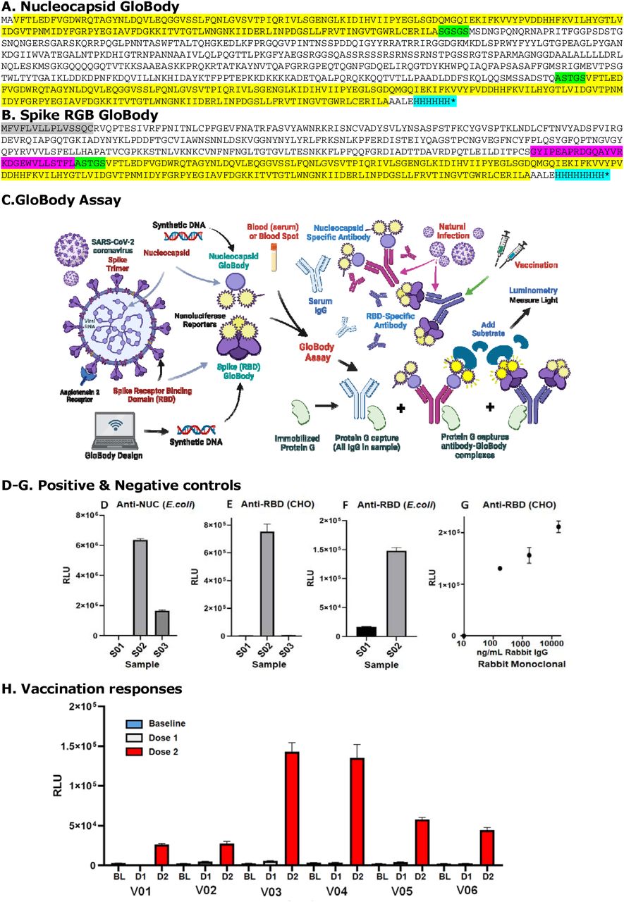 SARS-CoV-2 specific GloBodies and their AssayThe translated amino acid sequence of the (A) Nucleocapsid GloBody and (B) Spike RBD GloBody demonstrating the leader sequence (grey), linkers (Green), the T4 trimerization domain (magenta), nanoluciferase (yellow) and the histidine tags (cyan). These were used in (C) GloBody assays (Created in Biorender.com. https://BioRender.com/5h2brc1) to (D-F) detect nucleocapsid or RBD-specific antibodies in human blood spots. The RBD GloBodies were made in (D, F) bacterial (E.coli) cells and (E, G, H) mammalian (Chinese Hamster Ovary) cells. GloBody: antibody complexes were captured using protein G agarose and quantitated as relative light units (RLU) following the addition of furimazine substrate. Sample S001 was COVID-19 negative, S002 was hospitalised with COVID-19 and confirmed positive via PCR testing during the Wuhan strain infection wave (March 2020-August 2020). Sample P003 exhibited COVID-19- related symptoms but was not tested for PCR. (G) A rabbit polyclonal anti-SARS-CoV-2 RBD antibody was spiked into human sera and detected. (H) Sample V01-VO6 were taken at baseline and 4 weeks after vaccination with SAR-CoV-2 RNA (BNT162b2) and tested with the CHO-RBD GloBody made in mammalian cells. The results represent the mean and standard deviation of triplicate samples