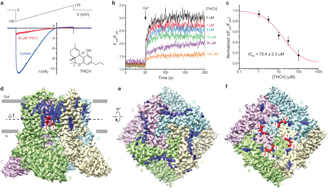 Functional and cryo-EM characterization of TRPV6 inhibition by THCV.a Whole-cell patch-clamp currents recorded from HEK 293 cell expressing hTRPV6 in response to −100 to 70 mV voltage ramp in the absence (black) and presence (red) of 50 µM THCV. Examples are representatives of currents recorded from 8 different cells in two independent transfections. Recordings were made in the absence of Ca2+, so the current was mainly carried by monovalent cations. The inset shows the chemical structure of THCV. b Representative ratiometric Fura-2 AM-based fluorescence measurements of changes in intracellular Ca2+ for HEK 293 GnTI− cells expressing hTRPV6. The changes in the fluorescence intensity ratio at 340 and 380 nm (F340/F380) were monitored in response to application of 10 mM Ca2+ (arrow) after pre-incubation of cells with various concentrations of THCV. The experiment was repeated independently eight times with similar results. c Concentration–response curve for THCV inhibition of Ca2+ uptake. The background subtracted changes in the fluorescence intensity ratio at 340 and 380 nm (F340/F380) evoked by the addition of 10 mM Ca2+ after pre-incubation with various concentrations of THCV were normalized to the maximal change in F340/F380 after addition of 10 mM Ca2+ in the absence of THCV. Data shown as mean ± SEM. Red curve through the data points is a fit with the logistic equation, with the mean ± SEM values of the half-maximum inhibitory concentration (IC50), 15.4 ± 2.3 µM (n = 8 independent experiments). Source data are provided as a Source Data file. d, e 3D cryo-EM reconstruction of TRPV6THCV viewed from the side (d) or top (e), with subunits colored yellow, green, pink, and cyan. f Same cryo-EM density as in e but cut off along the dashed line in d. Putative densities for THCV and ions are shown in red and green.