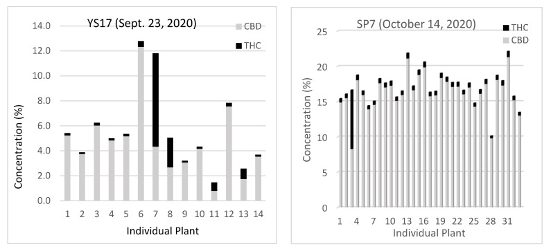 THC and CBD content of individual plants collected on the noted day.