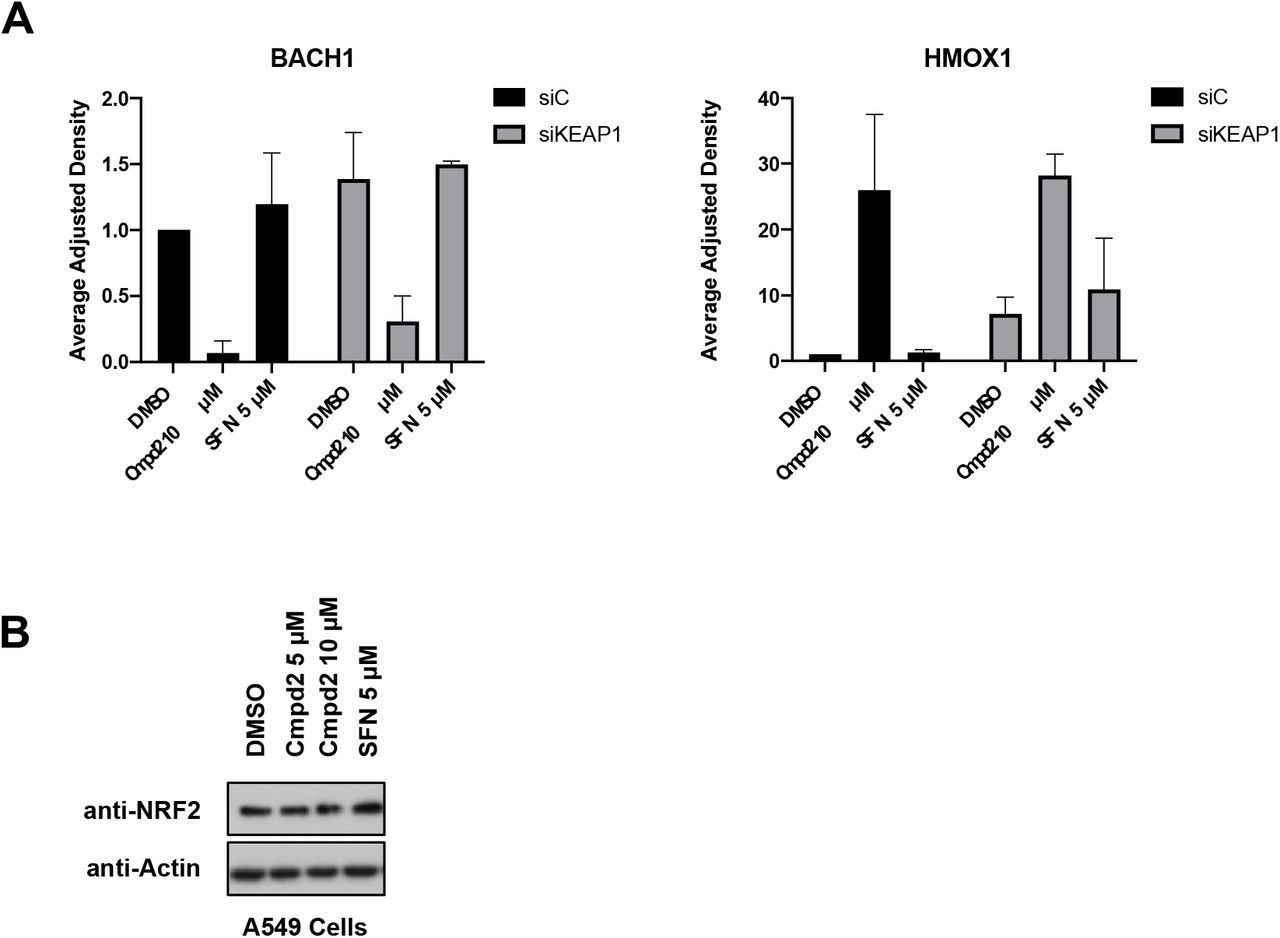 A) Quantification of BACH1 and HMOX1 protein levels against the loading control from Fig. 2E. Data represent means ± SD (n = 2) and are expressed relative to the siControl DMSO sample. B) A549 cells were incubated with DMSO, SFN (5 μM) or increasing concentrations of compound 2 for 3 hours. Cells were lysed and NRF2 and Actin protein levels were analysed by Western Blot.