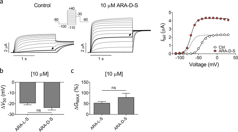 Effect of N-arachidonoyl-D-serine on hKV7.2/3. (a) Representative current traces and corresponding G(V) curve of hKV7.2/3 before and after application of 10 µM N-arachidonoyl-D-serine (ARA-D-S). Arrows in the current families indicate an activating voltage step to −50 mV. Insert of used voltage clamp protocol. Dashed line in the G(V) curve shows the curve for 10 µM ARA-D-S normalized to GMAX of control. (b and c) Mean shift in V50 (b) and increase of GMAX (c) induced by 10 µM ARA-S or 10 µM ARA-D-S on hKV7.2/3. Data shown as mean ± SEM; n = 5–8. Statistics denote Student’s t test.