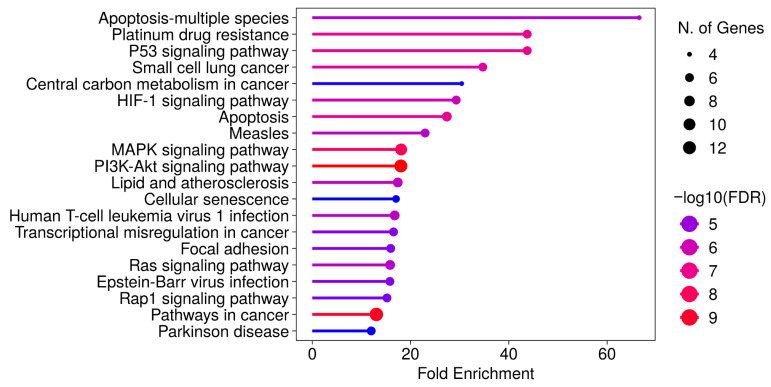 KEGG pathway enrichment analysis of differentially expressed genes in MCF-7/Adr cells after CBD treatment. Pathway enrichment was conducted using the ShinyGO platform. Pathways were selected based on false discovery rate (FDR) values and ranked according to fold enrichment scores. (Accessed 30 June 2025.)