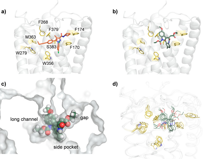 (a) Crystal structure of the human cannabinoid receptor CB1 in complex with inverse agonist AM-6538 (in orange sticks; terminal nitrate group is not shown due to the absence of electron density), PDB 5TGZ. (b) Docking pose of UVI3502 (in green sticks) on the human cannabinoid receptor CB1 (receptor structure taken from PDB 5TGZ). (c) Space-filling view of the same docking pose with indication of the main regions involved in UVI3502 binding. (d) Overlay of 5 snapshots sampled with an even stride of 20 ns from a molecular dynamics simulation of the UVI3502:CB1 complex. Key residues for antagonist/inverse agonist binding are shown as yellow sticks.