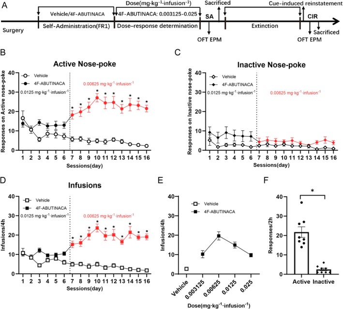 Self‐administration training of vehicle and 4F‐ABUTINACA. (A) Schematic diagram of the experimental setup. A comparative analysis was conducted between the vehicle (n = 8) and 4F‐ABUTINACA (n = 16) groups during the self‐administration phase, assessing (B) active response frequency, (C) inactive response frequency and (D) infusion counts. (E) Dose–response curve for intravenous self‐administration (IVSA) of 4F‐ABUTINACA. (F) Active and inactive responses during cue‐induced reinstatement in the CIR group (n = 8). Data are expressed as mean ± SEM. *p < 0.05 vs. vehicle group.