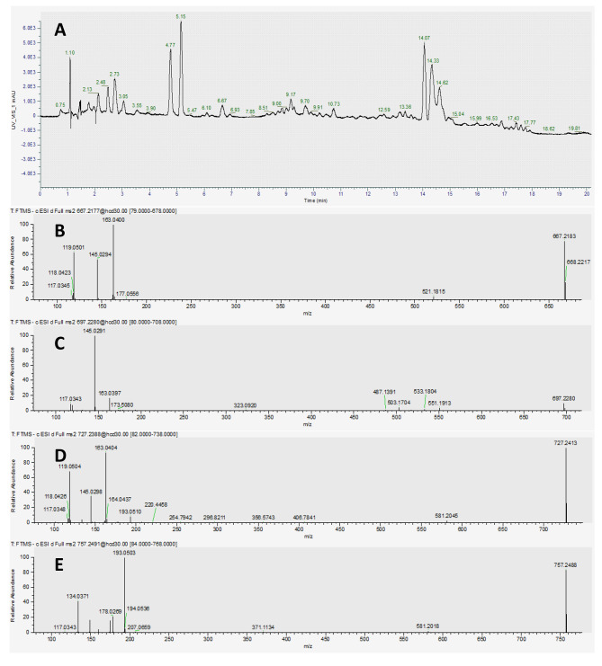 Liquid chromatography-mass spectrometer (LC-MS) analysis of the ethyl acetate phase monitored at a wavelength of 340 nm. (A) Analysis of the four peaks at 14.07, 14.33, 14.62, and 15.04 min revealed the following mass spectral features in eluting order: 667.2180 m/z, 697.2289 m/z, 727.2388 m/z, and 757.2490 m/z. The MSn spectra of 667.2180 m/z (B), 697.2289 m/z (C), 727.2388 m/z (D), and 757.2490 m/z (E) were also collected by the MS