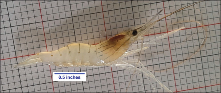 juvenile of M. rosenberrgii, used in the experiment.