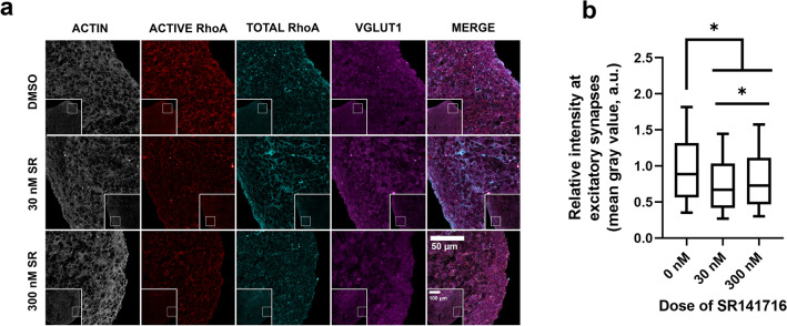 CB1 selective antagonism by SR141716A in 90-day old cortical spheroids decreases activity of actin regulator GTPase RhoA (a) Representative confocal images of cyrosectioned cortical spheroids stained with Active RhoA, Total RhoA, and excitatory presynaptic marker VGLUT1. Activated RhoA was distinguished from total RhoA by an antibody bound to the GTP form of RhoA (activated). An antibody bound to the GDP form of RhoA distinguished the “total” RhoA. All cortical spheroids express endogenous GFP-linked β-actin (actin-GFP). (b) Shown are the normalized ratios of activated RhoA to total RhoA as measured by ratiometric image analysis. Treatment of cortical spheroids with 30 nM and 300 nM SR141716A decreased the relative intensity of gray values at sites colocalized with excitatory presynaptic marker VGLUT1 (0 nM vs 30 nM: p > 0.001, 0 nM vs 300 nM: p > 0.001). The significant decrease of gray value intensity indicates decreased RhoA activation in the dose groups when compared to the control group. Additionally, an increase in RhoA activity was seen in the 300 nM group (25–75% range: 0.465–1.11 a.u., median: 0.728 a.u. n = 57,577) when compared to the 30 nM group (25–75% range: 0.417–1.03 a.u., median: 0.670, n = 48,899) (30 nM vs 300 nM: p > 0.001). Significance determined by Kruskal–Wallis test with significance defined as p < 0.05. Control group (0 nM SR) had n = 43,862 VGLUT1-positive areas analyzed. 3 independent sets of 3 cortical spheroids were analyzed per treatment group for a total of 4–6 cortical spheroids analyzed. Normalized mean gray values are reported as relative intensity with arbitrary units (a.u.).