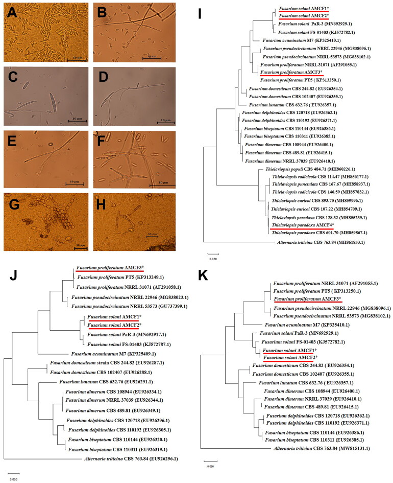 Morphological and molecular identification of AMCF1, AMCF2, AMCF3, and AMCF4. (Microscopic observation of AMCF1 (A and B); AMCF2 (C and D); AMCF3 (E and F); AMCF4 (G and H). Scale bar = 10 μm. Phylogenetic analyses of AMCF1, AMCF2, AMCF3 and AMCF4. The tree was constructed based on internal transcribed spacer (ITS) (I); translation elongation factor 1-alpha (TEF) (J); beta-tubulin (TUB) (K). Phylogenetic tree were generated by maximum likehood method analysis with bootstrap values of 1000. The ITS, TEF and TUB sequences of Alternaria triticina strain CBS 763.84 were selected as an outgroup to root the phylogeny. Scale bar indicated a phylogenetic distance of 0.05 nucleotide substitutions per position.