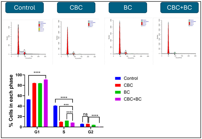 Cell cycle distribution following treatment with CBC, BC, and CBC + BC. The effects of CBC, BC, and their combination on the cell cycle in MDA-MB-231 DOX RT cells. The cells were treated for 48 h, stained with PI, and analyzed by Flow cytometry. Quantified G0/G1, S, and G2/M populations are shown as mean ± SD. The G2/M population in the CBC + BC combination is essentially absent, reflecting the strong cytotoxic effect of the treatment. Statistical significance was determined using one-way ANOVA followed by Tukey’s post hoc test (*** p < 0.001, **** p < 0.0001).