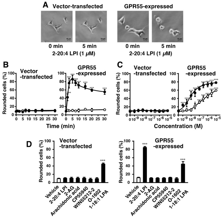 Effects of 2-arachidonoyl LPI on cell rounding of GPR55-expressing HEK293 cells. (A) Morphological changes induced by 2-arachidonoyl LPI. Vector-transfected cells (left) or GPR55-expressing cells (right) were challenged with 2-arachidonoyl LPI (1 µM) at 37 °C for 0 or 5 min. Scale bar, 10 μm. The results are representative of three independent experiments, which gave similar results. (B) Time course of cell rounding. Vector-transfected cells (left) or GPR55-expressing cells (right) were treated with the vehicle (DMSO; open circles) or 2-arachidonoyl LPI (1 µM; closed circles) at 37 °C for the indicated periods. (C) Dose-dependent effects of LPI on cell rounding. Vector-transfected cells (left) or GPR55-expressing cells (right) were treated with the indicated concentrations of 1-stearoyl LPI (closed circles) or 2-arachidonoyl LPI (closed circles) at 37 °C for 5 min. (D) Effects of various cannabinoids and related compounds. Vector-transfected cells (left) or GPR55-expressing cells (right) were treated with the indicated compounds (1 µM) at 37 °C for 5 min. After treatment, images of cells were obtained, and cell rounding was analyzed. Statistical analyses were performed with one-way analysis of variance (ANOVA), followed by Dunnett’s multiple comparison test (B) or Tukey–Kramer multiple comparison test (C,D). The values are means ± SDs of five determinations. * p < 0.05, *** p < 0.001 versus values at 0 min (B) and versus control values obtained with 0 nM LPI (C,D).