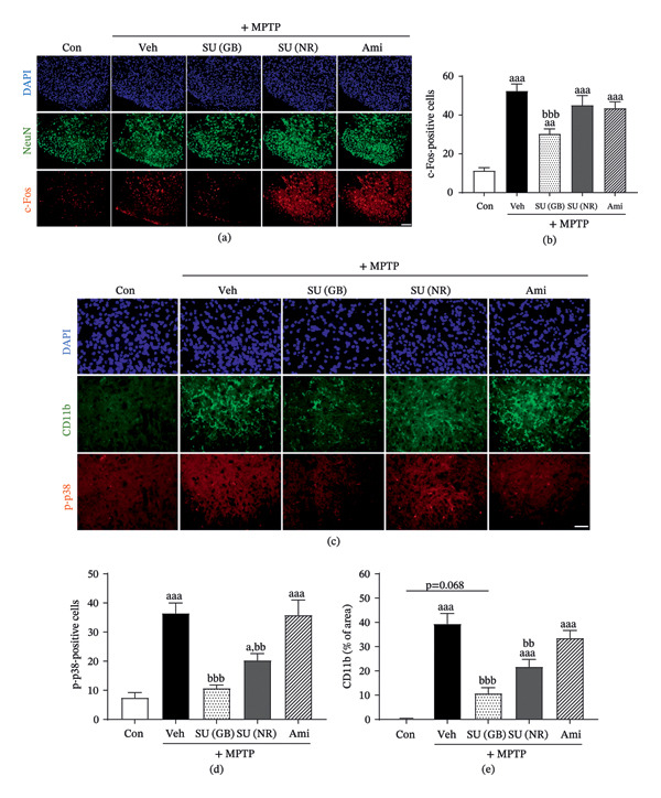Effect of SUEHP on neuronal activation and microglial activation in the spinal cord of MPTP‐induced PD animals. (a) Pain signal transmission was examined in the dorsal horn of the spinal cord (L3–L6) using immunofluorescence staining for c‐Fos. (b) The number of c‐Fos‐positive cells was quantified. (c) Microglial activation was assessed in the spinal dorsal horn. (d) p‐p38‐positive cells were quantified, and (e) microglial activation was assessed by measuring the CD11b‐stained area. Data are presented as the mean ± SEM (n = 5). aaa p < 0.001 vs. Con. bb p < 0.01, bbb p < 0.001 vs. MPTP‐Veh. Scale bar = 100 μm (c‐fos) or 50 μm (p‐p38). Abbreviations: CD11b, cluster of differentiation 11b; DAPI, 4′,6‐diamidino‐2‐phenylindole; GB34, acupoint “Yanglingquan”; MPTP, 1‐methyl‐4‐phenyl‐1,2,3,6‐tetrahydropyridine; NeuN, neuronal nuclei; PD, Parkinson’s disease; p‐p38, phosphorylated p38 mitogen‐activated protein kinase; SEM, standard error of the mean; SUEHP, SU‐Eohyeol pharmacopuncture. Experimental groups: Con, saline control + saline injection at GB34; MPTP‐Veh, MPTP + saline injection at GB34; MPTP‐SU(GB), MPTP + SUEHP injection at GB34; MPTP‐SU(NR), MPTP + SUEHP injection at a nonrelevant acupoint (gluteal region); MPTP‐Ami, MPTP + amitriptyline treatment.