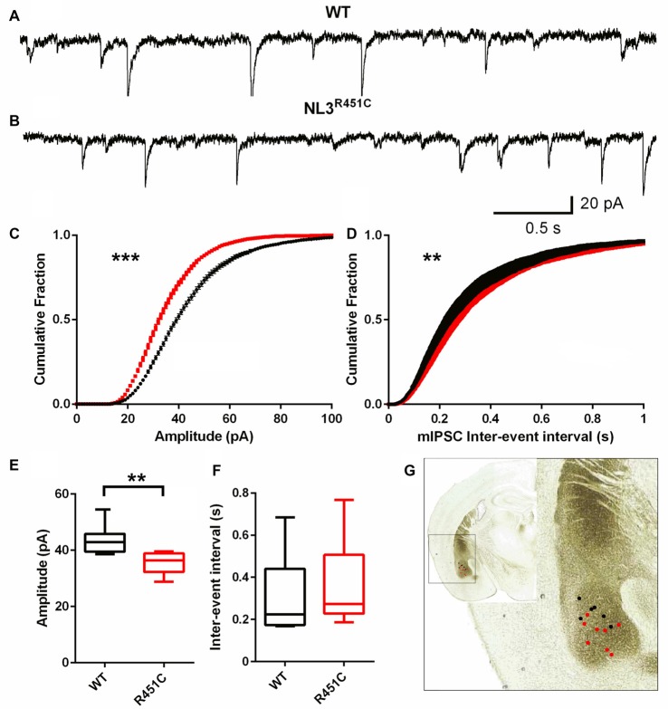 Decreased miniature inhibitory postsynaptic current (mIPSC) amplitude and increased frequency of events in NL3 R451C mice. (A,B) Example traces of mIPSC recorded from basolateral amygdala pyramidal-like neurons. (C,D) Cumulative fraction analysis of mean population of mIPSC amplitude and inter-event interval respectively. (E,F) Mean amplitude and inter-event interval of mIPSCs. WT n = 7 cells recorded from four animals NL3 n = 8 cells recorded from three animals. (G) Approximate location of mIPSC recording on image of coronal brain section *P < 0.05, **P < 0.01; ***P < 0.001.