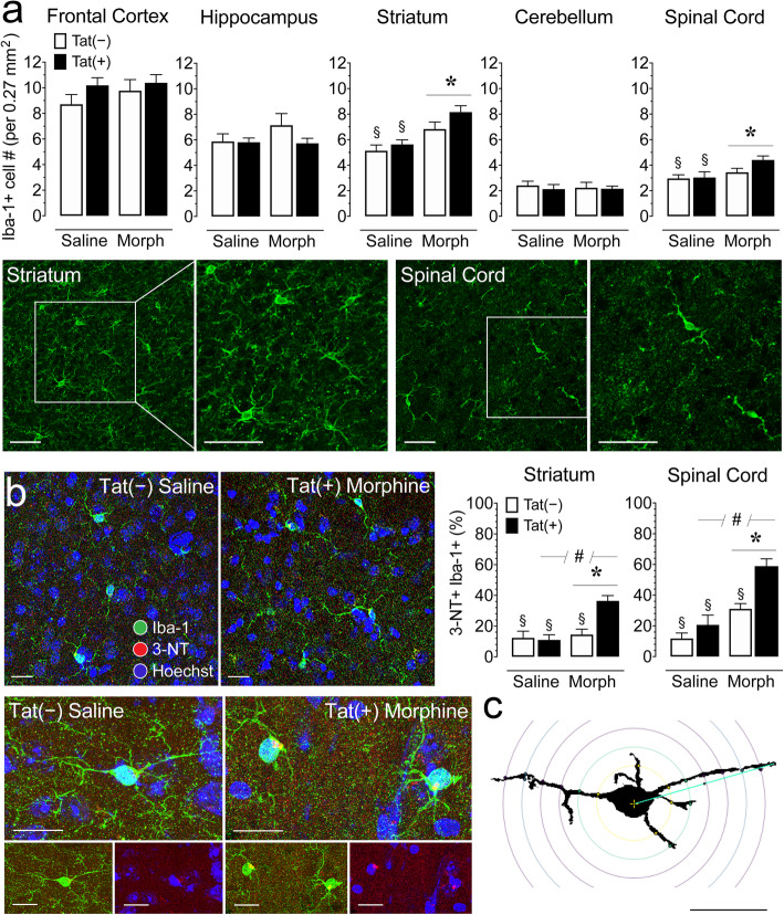 Morphine treatment increased the number of microglia (Iba-1+) and morphine and Tat exposure increased activated microglia (3-NT+ Iba-1+) in the striatum and spinal cord of Tat transgenic mice. a Quantification of Iba-1+ cell counts in 5 different CNS regions, including the frontal cortex, hippocampus, striatum, cerebellum, and spinal cord were examined for Iba-1+ cells. Morphine upregulated Iba-1+ cell counts in the striatum and spinal cord, specifically for the morphine-treated, Tat(+) mice. Tat expression showed no significant effect. CNS sections from the striatum and spinal cord stained for Iba-1+ cells (green) taken at × 20 with a higher magnification images taken at × 63. Scale bars = 50 μm. b Immunofluorescent images were taken in the spinal cord at × 63 and show double-labeling for the microglial marker Iba-1 (green) and 3-nitrotyrosine (3-NT; red), a reactive nitrosyl product detected in activated microglia, with containing Hoechst-stained nuclei. The 3-NT+ Iba1+ double-labeled microglia from a saline-treated Tat(−) mouse is ramified and shows relative low level of 3-NT expression. In contrast the 3-NT+ Iba1+ double-labeled microglia from the morphine-treated Tat(+) mouse shows decreased processes and the level of 3-NT is noticeably higher (see Table 2 for quantification via Sholl analysis). Scale bars = 20 μm. Percent 3-NT+ Iba-1+ cell counts based on total number of Iba-1 cells was quantified in the striatum and spinal cord. Morphine and Tat expression increased 3-NT+ Iba-1+ cell counts (%) in the striatum and spinal cord, specifically for morphine-treated Tat(+) mice. c Example of a single microglial cell with concentric Sholl radii (purple circles) superimposed on the image. Scale bar = 20 μm. All data are expressed as mean ± SEM. Statistical significance was assessed by ANOVA followed by Tukey’s post hoc test; *p < 0.05 main effect of drug; #p < 0.05 main effect of genotype; §p < 0.05 vs. morphine-exposed Tat(+) mice. Morph short-term (8-day) morphine injections. n = 3–4 mice per group/4 sections each