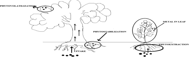 Different types of phytoremediation processes adapted from Singh et al. (2003), Suresh and Ravishankar (2004)