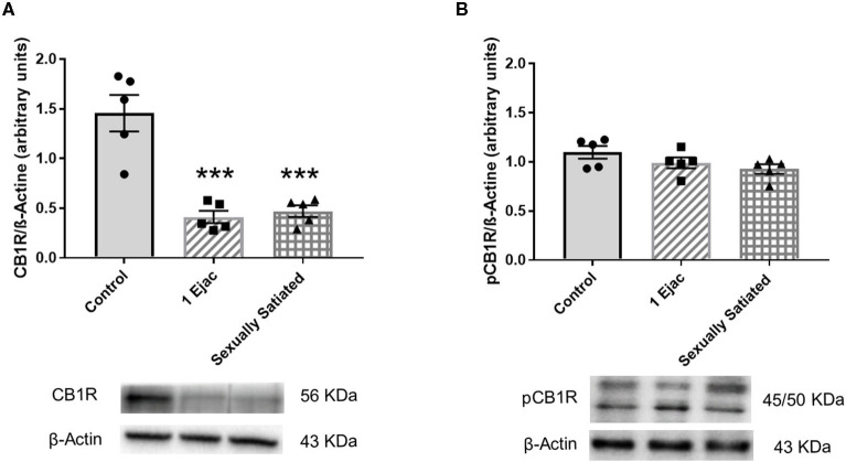 Changes in the densities of CB1R and pCB1R in the VTA of male rats in response to copulation. Western blot analysis showing changes in CB1R (A) and phosphorylated CB1R (pCB1R) (B) densities in the VTA of males that ejaculated once (1 Ejac) and males that copulated to satiety (Sexually satiated) 24 h earlier when compared to control sexually experienced unmated rats (Control). Values are mean ± S.E.M of the protein/β-Actin optical density (O.D.) ratios of 5 rats per group. One-way ANOVA followed by Tukey test, ***P < 0.001 vs. control.