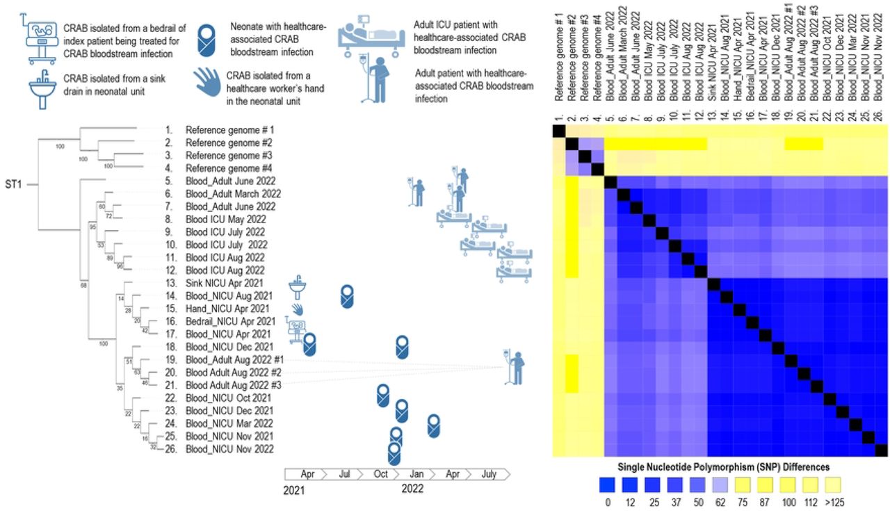 Phylogenetic tree (left) with branch points labelled with bootstrap values (0-100) and single nucleotide polymorphism differences (right) of sequence type 1 (ST1) clinical and environmental carbapenem-resistant Acinetobacter baumannii (CRAb) isolates collected from April 2021 – August 2022